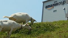 Amazon hires goats for office landscaping