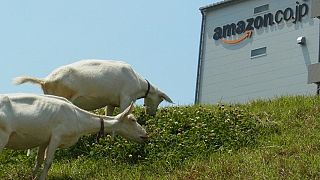 Amazon hires goats for office landscaping