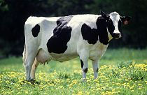 Brazilian man crushed by cow falling through roof