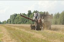 Україна стане третім найбільшим експортером зерна?