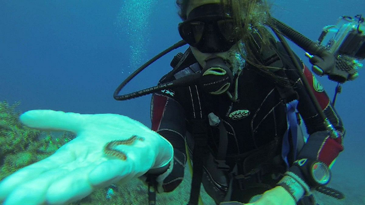Изучение морских  глубин: отсканируйте червя!