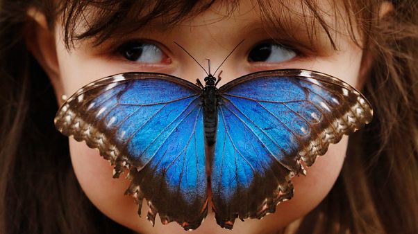 Butterflies could disappear from Europe Butterflies could disappear from Europe