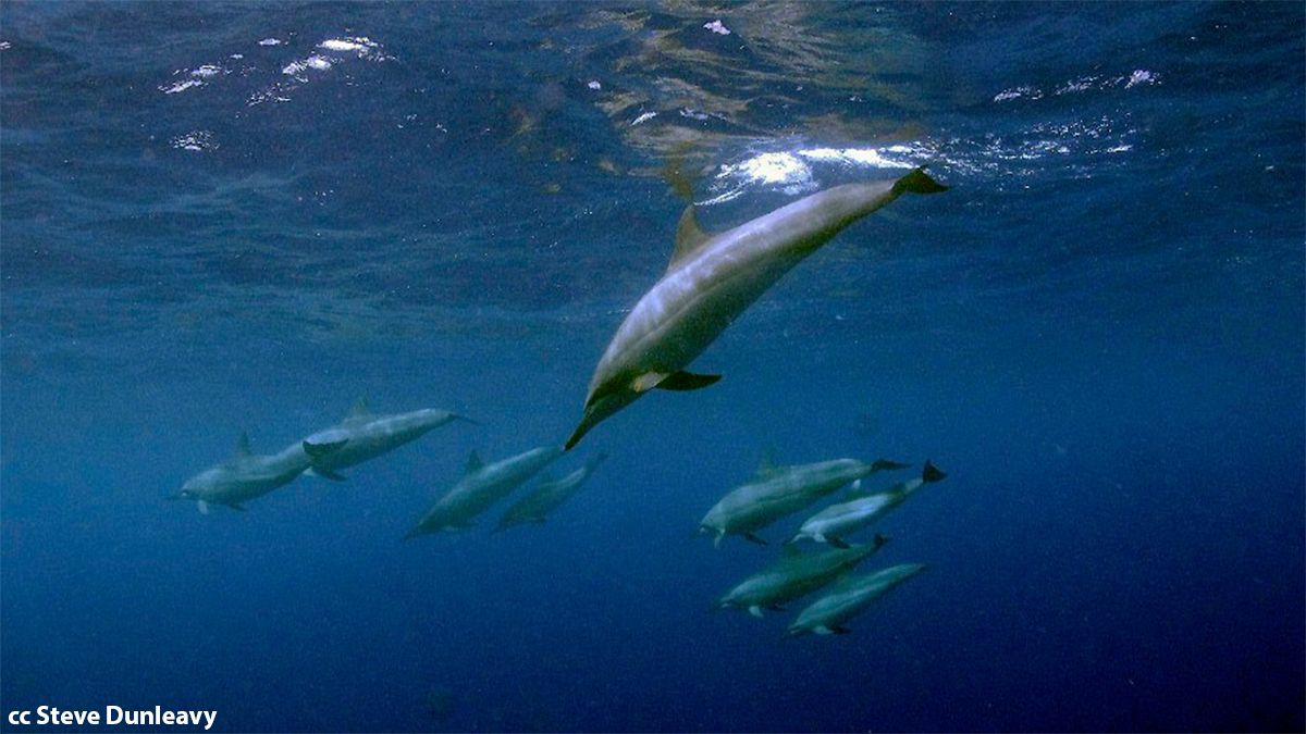 A delfinek saját néven szólítják egymást