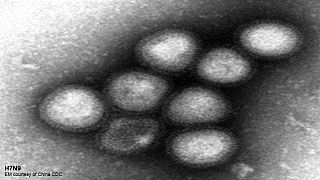 Detectado el primer caso de transmisión humana del nuevo virus de la gripe aviar