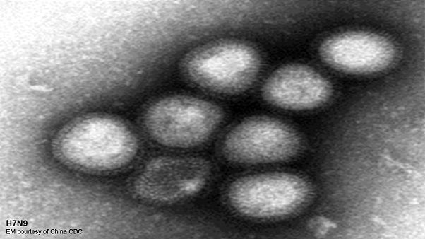 Virus H7N9: allo studio degli scienziati un virus mutante per evitare una pandemia Virus H7N9: allo studio degli scienziati un virus mutante per evitare una pandemia