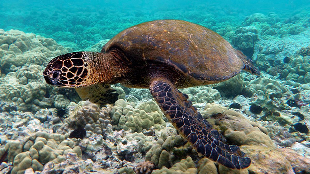 Ingestion of plastic at record high for sea turtles