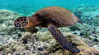 Ingestion of plastic at record high for sea turtles