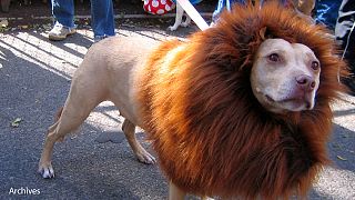 Felugatott az oroszlán a kínai állatkertben