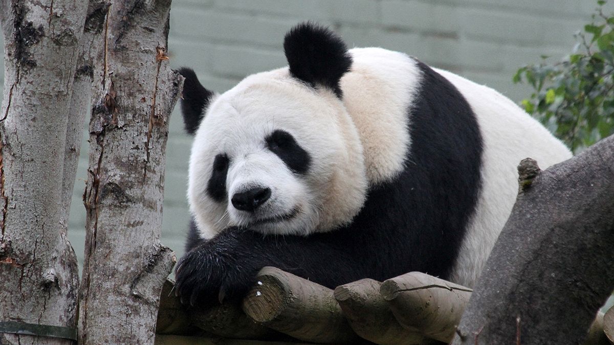 Edinburgh awaits pitter-patter of tiny panda paws