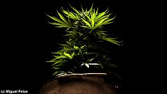 Franciaország - Legalizálni vagy sem?