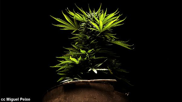 France - Légalisation ou dépénalisation du cannabis : pas si simple France - Légalisation ou dépénalisation du cannabis : pas si simple