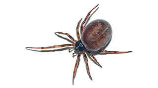 UK: outbreak of false black widow spiders prompts school to close