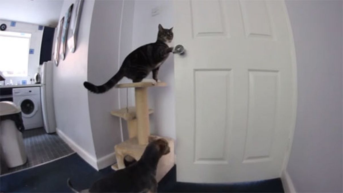 Half a million watch footage of dog and cat conspiring to escape kitchen