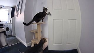 Half a million watch footage of dog and cat conspiring to escape kitchen