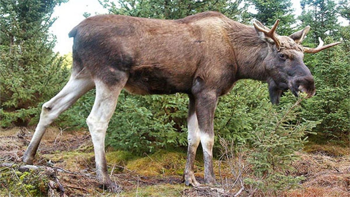 Not amoosed - man shot sitting on the toilet by deerhunter in Norway