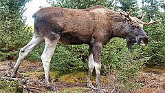 Not amoosed - man shot sitting on the toilet by deerhunter in Norway