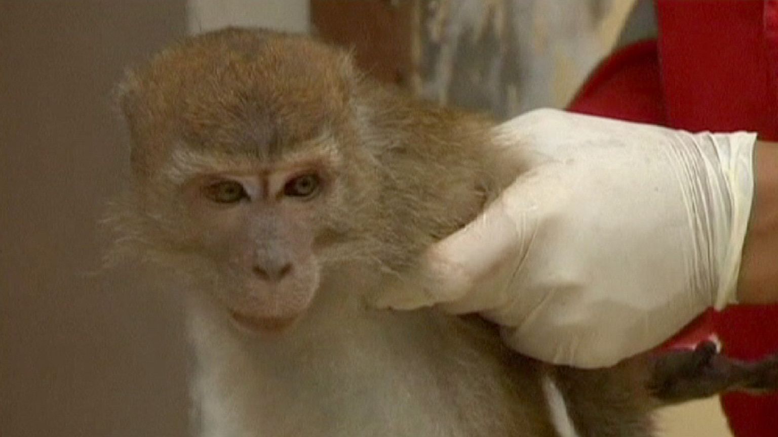 Jakarta veut se débarrasser des montreurs de singes