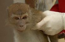 Jakarta veut se débarrasser des montreurs de singes