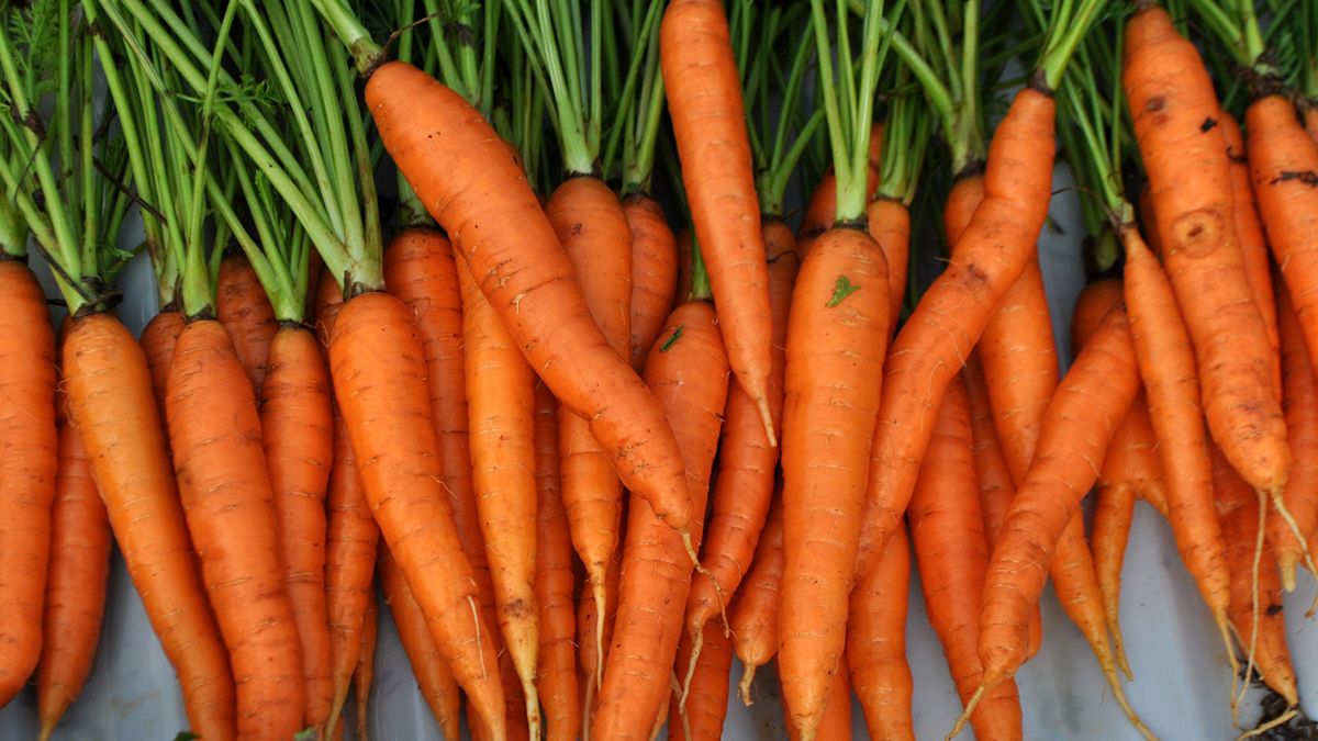 Τα καρότα ενισχύουν το σπέρμα