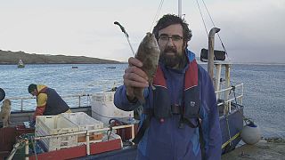 Ирландские рыбаки требуют права на лосось