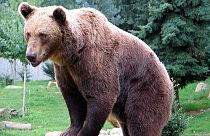 Lepofozta a medve a szikláról a 80 éves férfit- túlélte