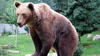 Lepofozta a medve a szikláról a 80 éves férfit- túlélte