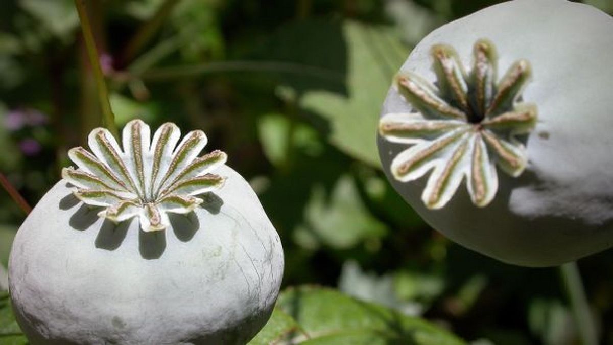Afghanistan opium harvest hits record levels