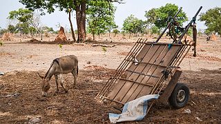 Moçambique aposta nos burros para transportar doentes