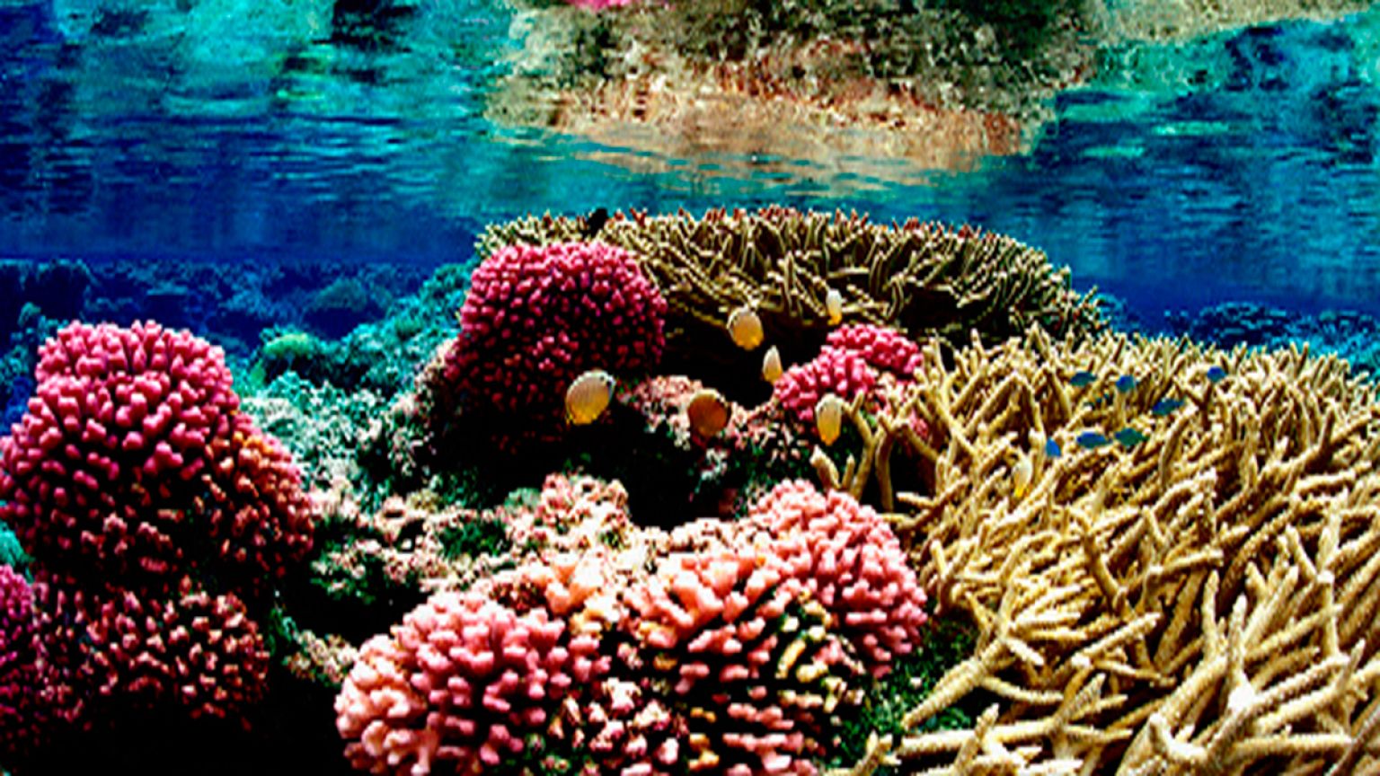 Une exposition d'art sous-marine ? Un Australien l'a fait !