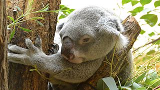 Megoldották a párzó koalák rejtélyét brit tudósok