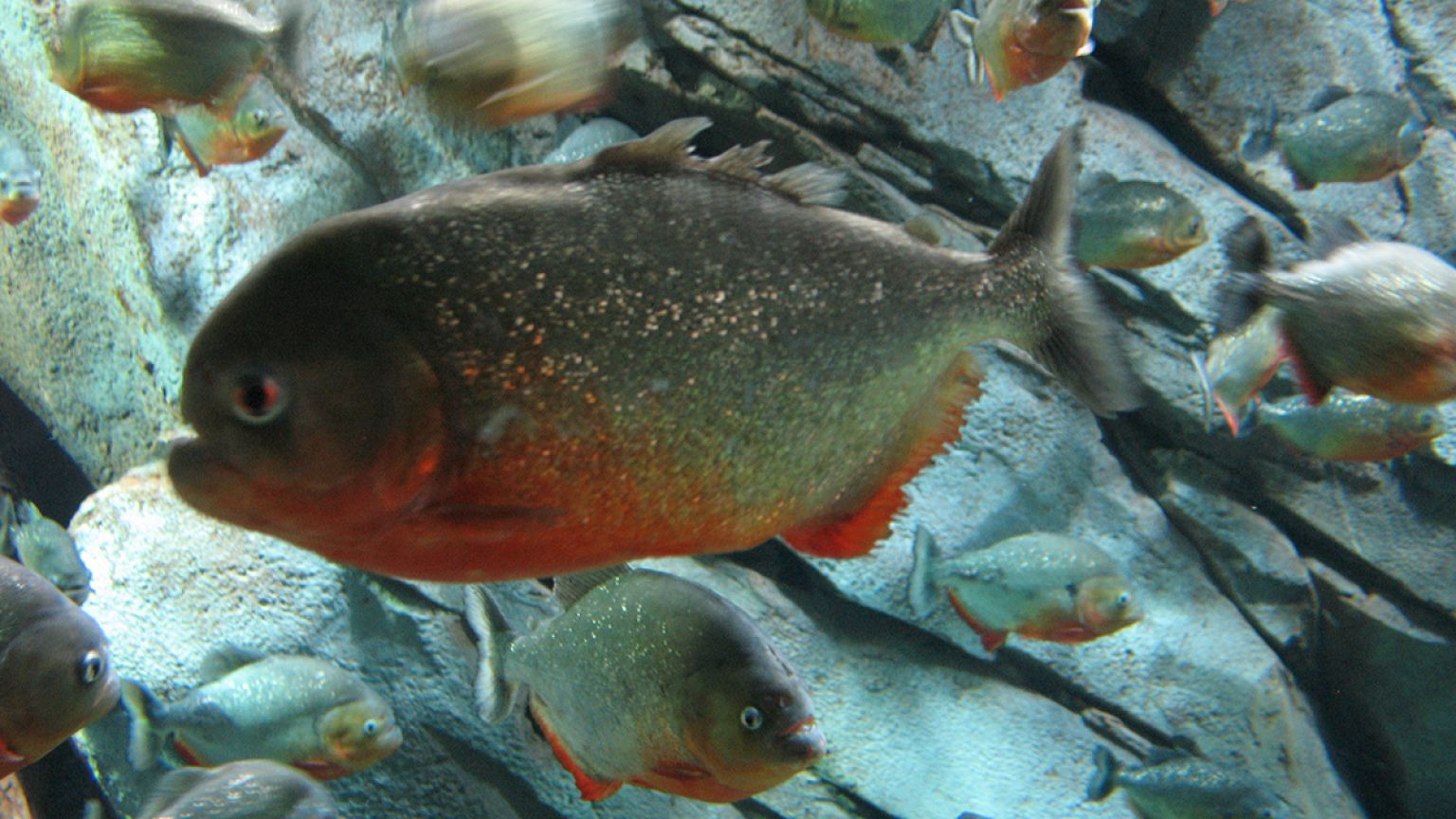 Soixante blessés en Argentine dans des attaques de piranhas