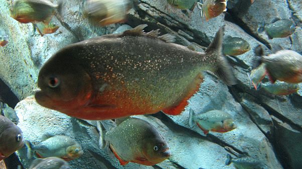 Seventy Argentinian bathers injured in "exceptional" biting fish attack Seventy Argentinian bathers injured in "exceptional" biting fish attack