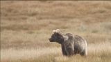 Himalayan brown bears now critically endangered