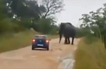 Watch: Woman injured after elephant attacks car in Kruger National Park