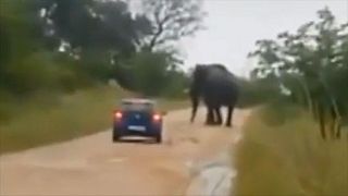 Afrique du Sud : un éléphant attaque une voiture et blesse une jeune britannique