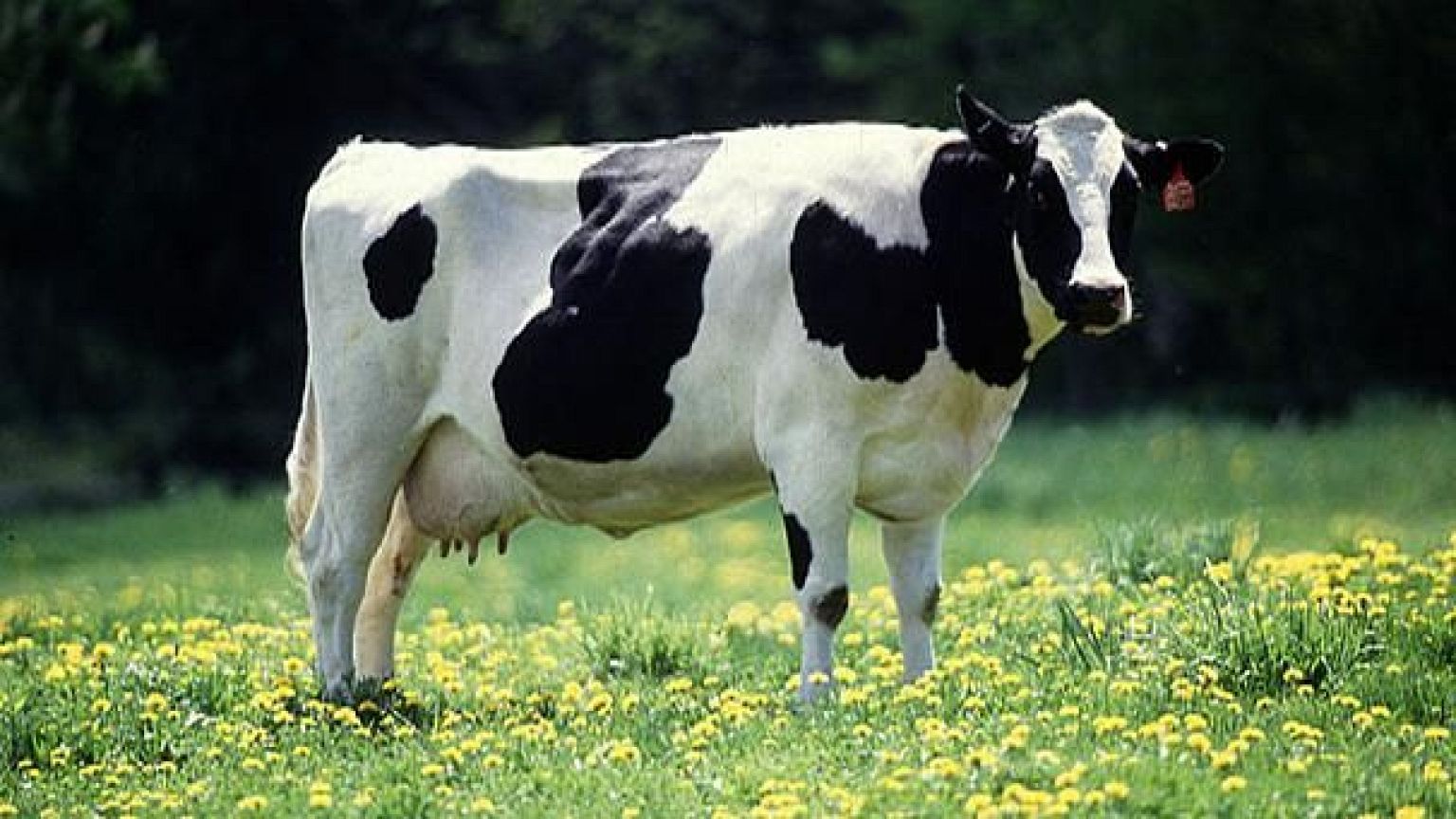 Cows' farts and burps cause explosion in Rasdorf, Germany