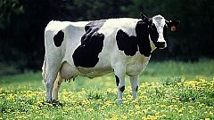 Cows' farts and burps cause explosion in Rasdorf, Germany