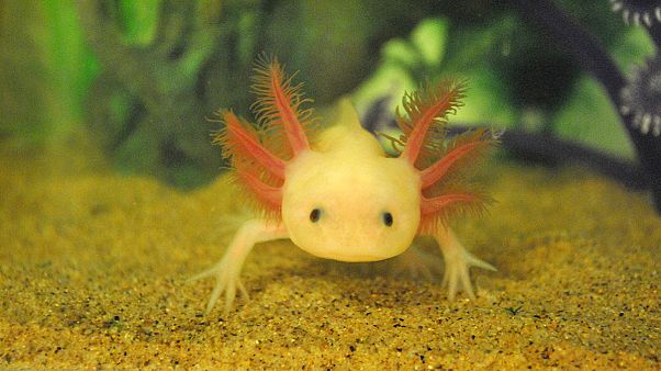 Mexican water monster nowhere to be found Mexican water monster nowhere to be found