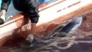 Fresh footage of moments around alleged slaughter of up to 65 dolphins in Japan