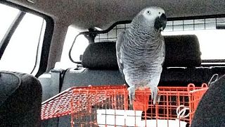 UK: Police in a flap over learner driver's pet parrot