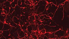 Stem cells produced without embryo in major scientific breakthrough
