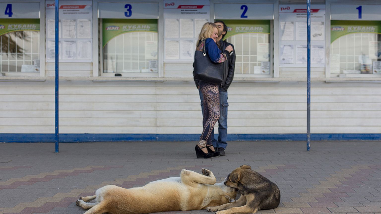 Απαράδεκτη επιχείρηση εξόντωσης αδέσποτων στο Σότσι