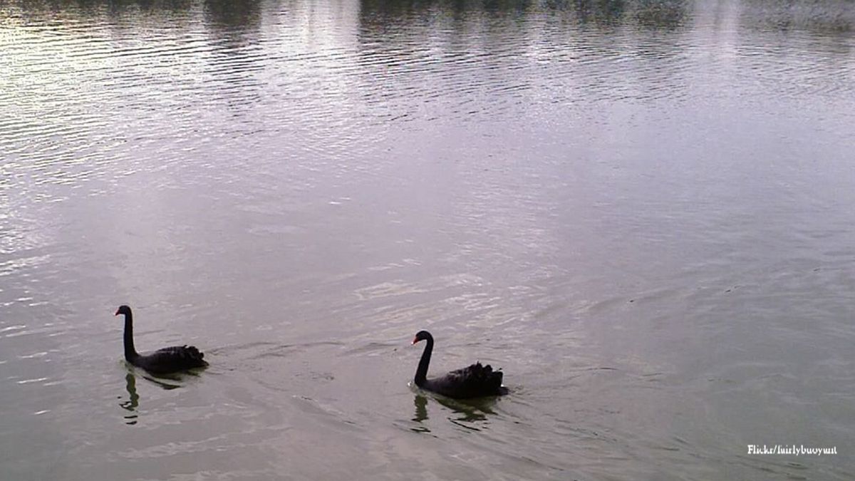 The Black Swans of 2014