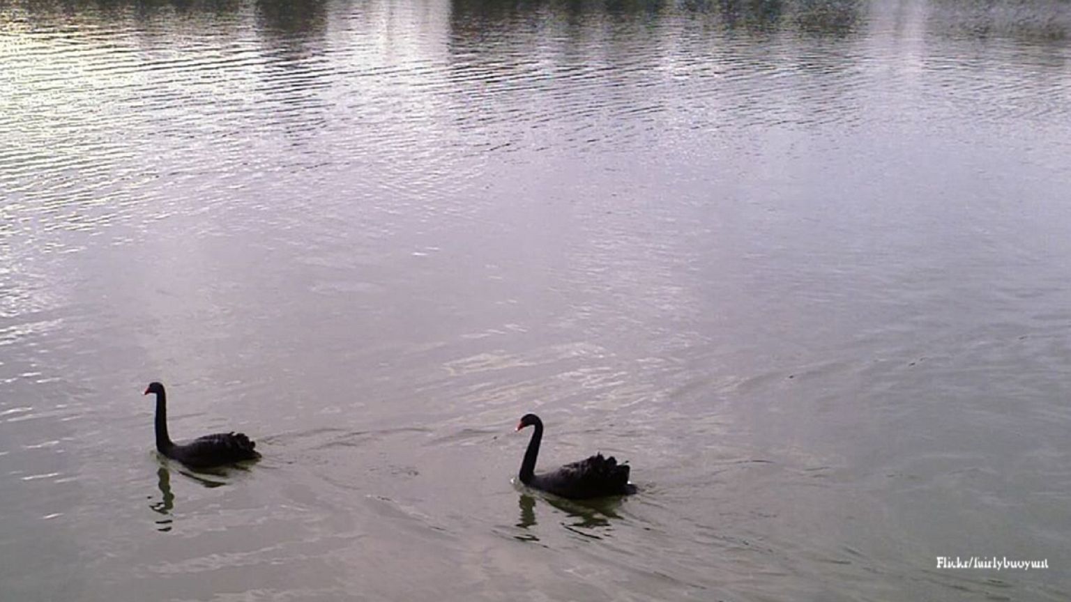 The Black Swans of 2014