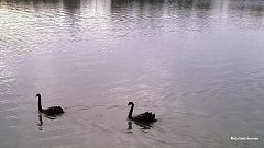 The Black Swans of 2014