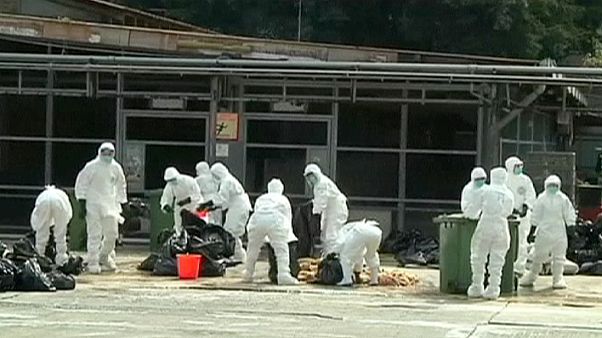 H7n9 Bird Flu Strain Kills 56 Year Old Man In Eastern China - 