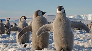 Суровая британская зима вогнала в депрессию даже пингвинов