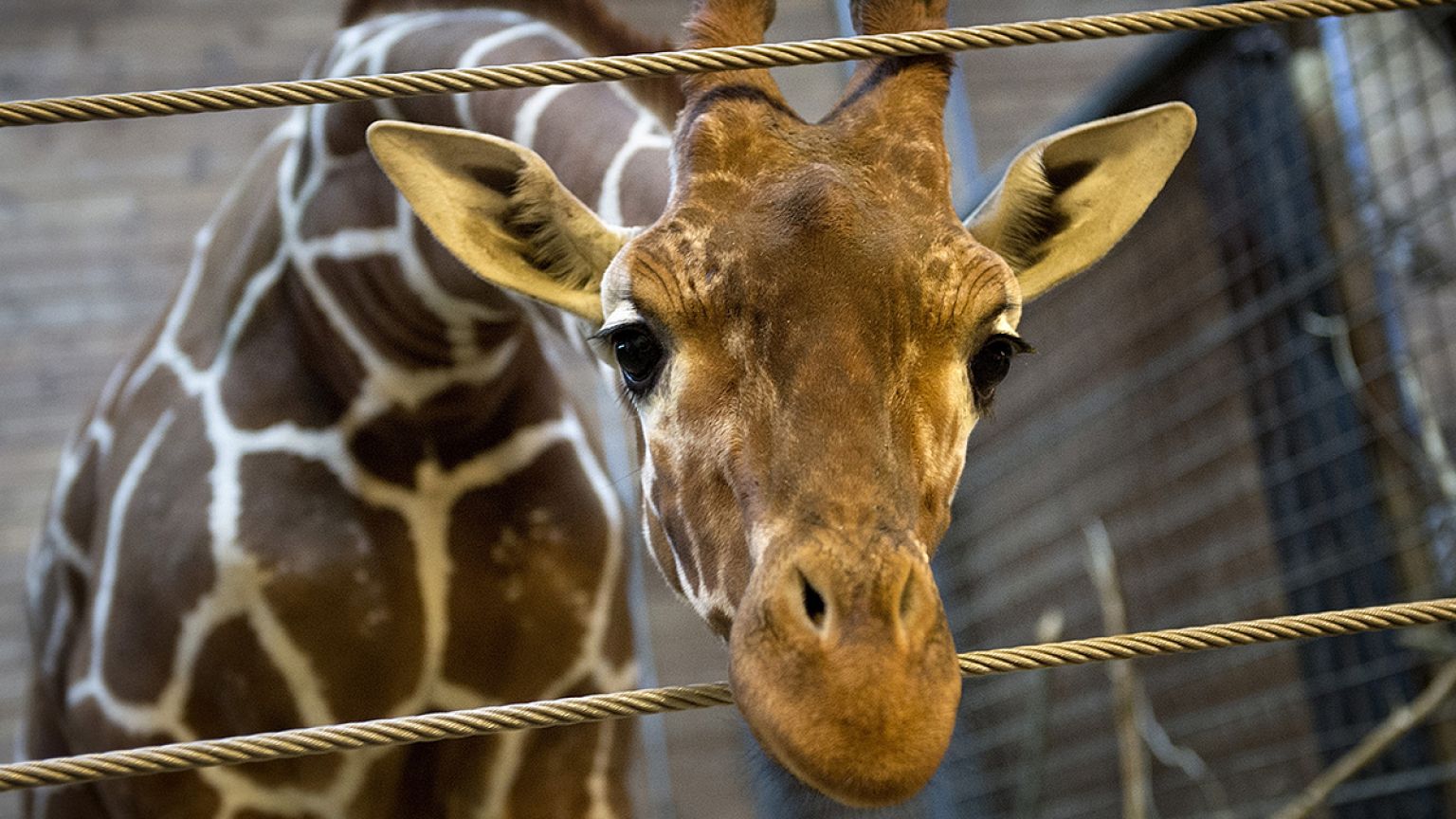 El sacrificio de una jirafa crea una polémica inédita en el zoo de Copenhague