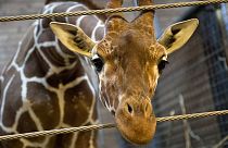 Slaughter of Marius the Copenhagen giraffe prompts online outrage