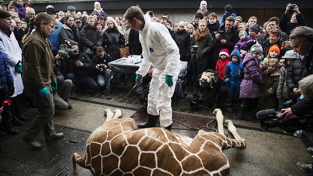 Danemark : une deuxième girafe nommée Marius risque d’être euthanasiée